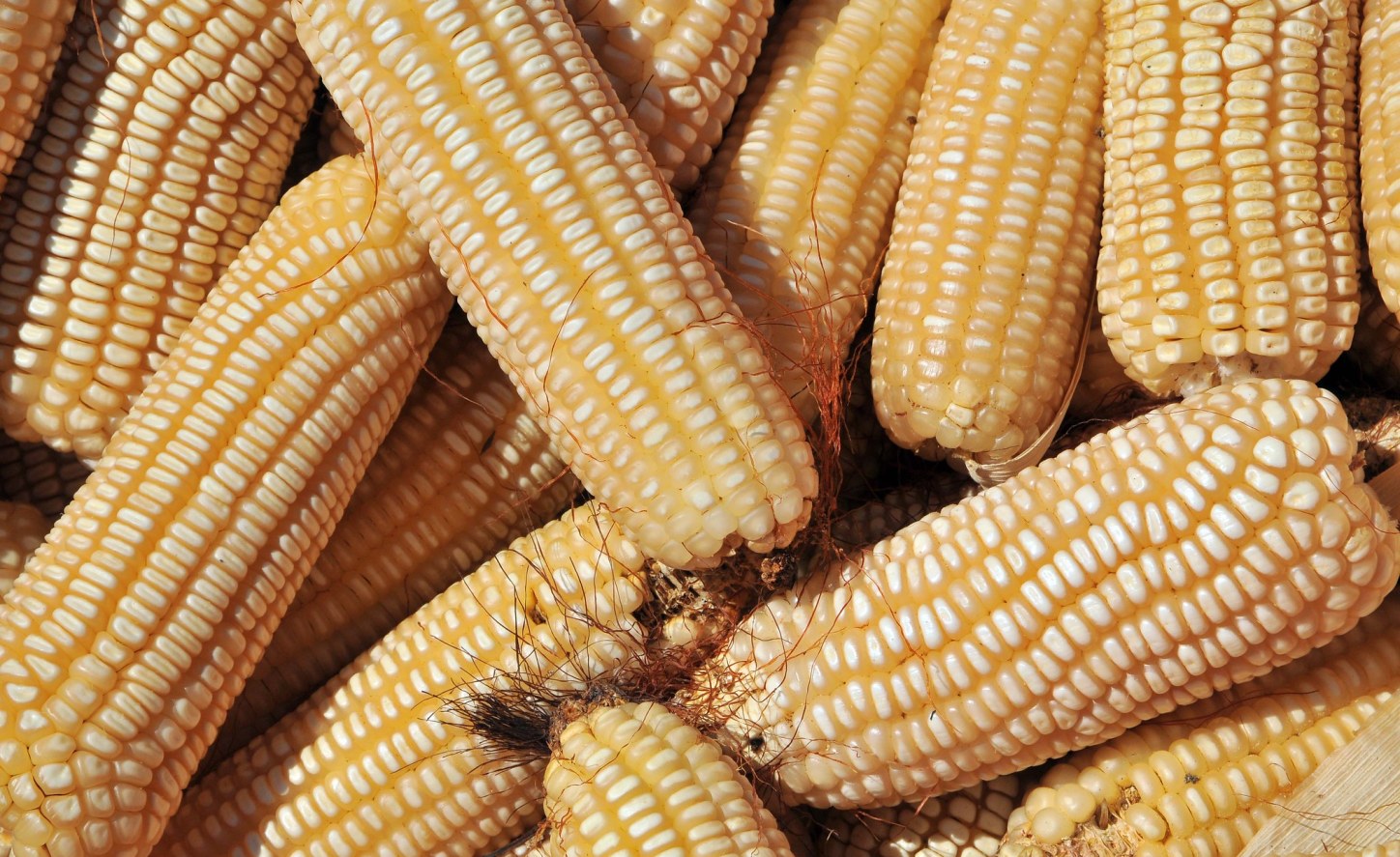 Africa Zimbabwe Maize Imports Suspension to Hit South Africa