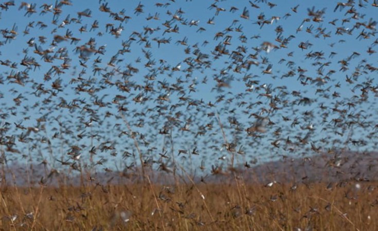 Africa's locust outbreak needs $76M 'by, actually, now'