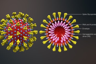 Images combined from a 3D medical animation, depicting the shape of coronavirus as well as the cross-sectional view. Image shows the major elements including the Spike S protein, HE protein, viral envelope, and helical RNA.