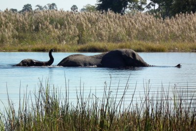 Elephants near Pom Pom Camp, Okavango Delta, Botswana.