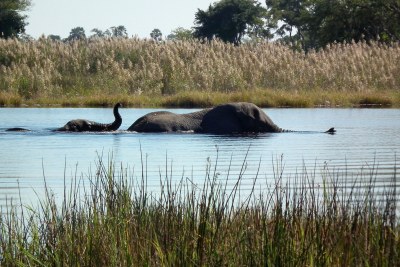 Elephants near Pom Pom Camp, Okavango Delta, Botswana.