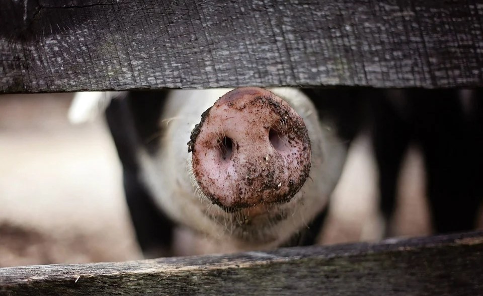 Uganda: Experts Use Technology to Improve Pig Farming