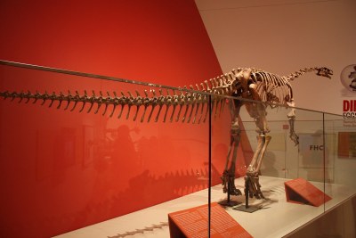 Skeletal mount of Massospondylus carinatus in the Royal Ontario Museum (file photo).