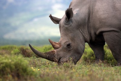 An endangered White Rhino in South Africa.