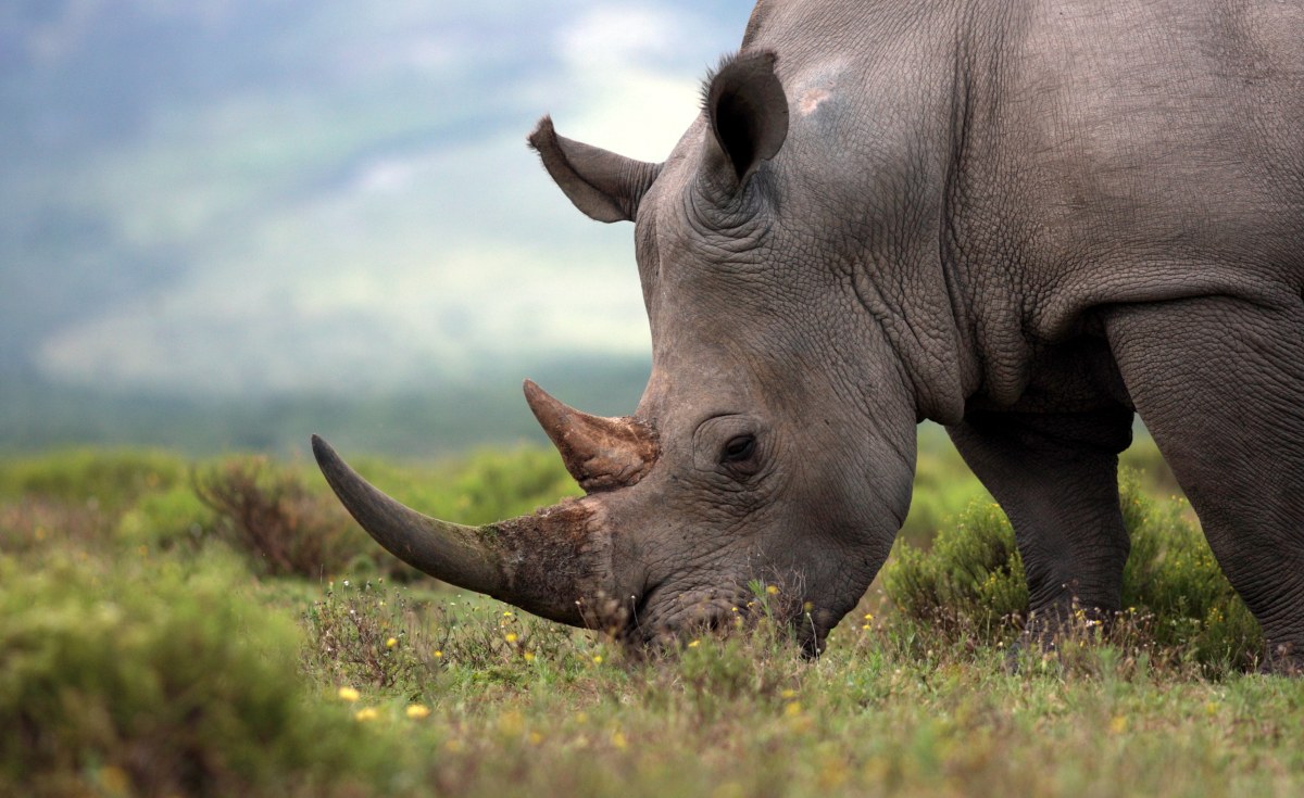 Africa Moving African Rhinos What It Takes To Translocate An 