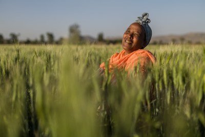 Farmer and TAAT beneficiary Afrasa Boru working in her wheat field - part of the TAAT Wheat Compact program in Ethiopia and Sudan 2021. The Technologies for African Agricultural Transformation (TAAT) programme aims to help the continent fulfill its enormous potential in the sector by employing high-impact technologies to boost output.