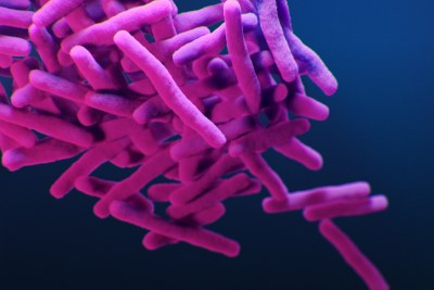 A medical illustration of drug-resistant Mycobacterium tuberculosis bacteria (from the Centers for Disease Control and Prevention publication entitled Antibiotic Resistance Threats in the United States, 2019).