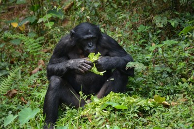 Bonobo Ape in DR Congo (file photo).