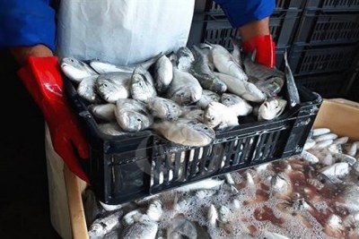 3310 tonnes de poissons, toutes espèces confondues, ont été débarquées dans les trois ports dédiés à la pêche que compte la wilaya de Bejaia durant l’année 2022, marquant une augmentation appréciable comparativement à la saison 2021, qui a enregistré une capture de 2912 tonnes, selon la direction locale de la pêche et des ressources halieutiques.